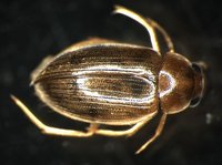 藏品(蚜蟲)的圖片